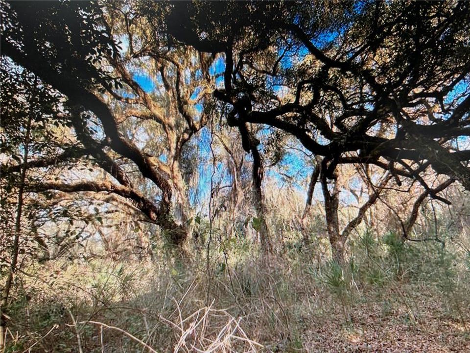 En Venta: $499,000 (18.10 acres)