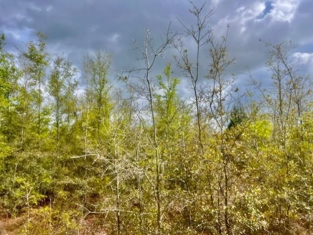 待售: $195,000 (20.00 acres)