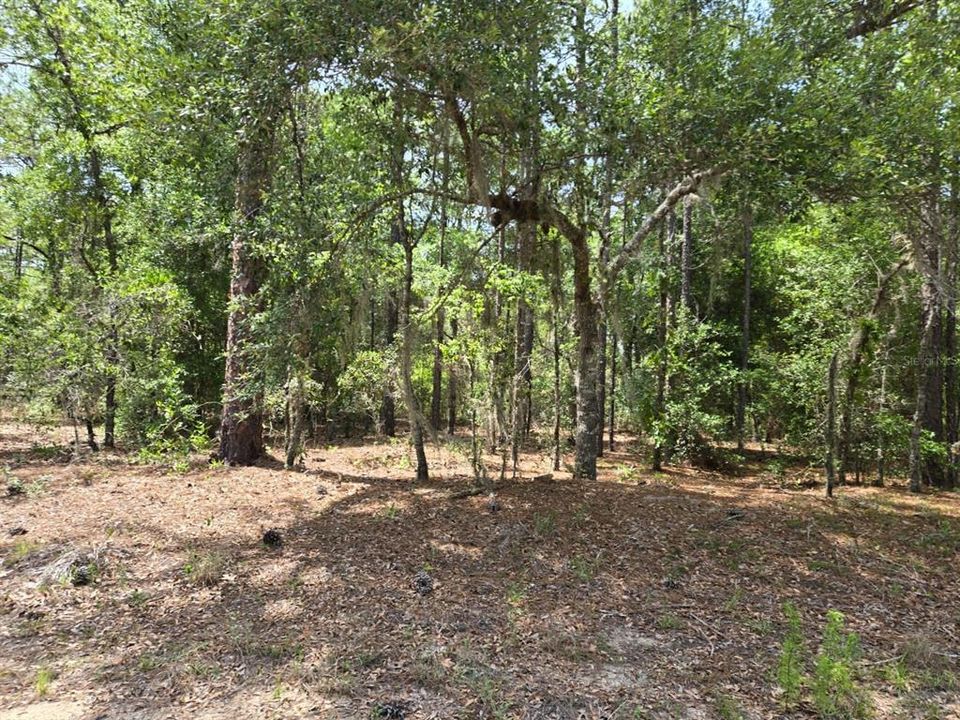 For Sale: $29,900 (0.24 acres)