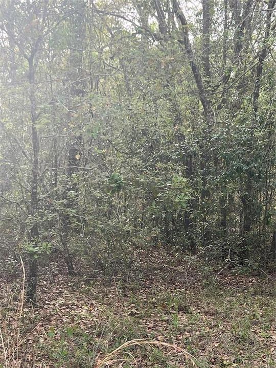 For Sale: $25,000 (1.25 acres)