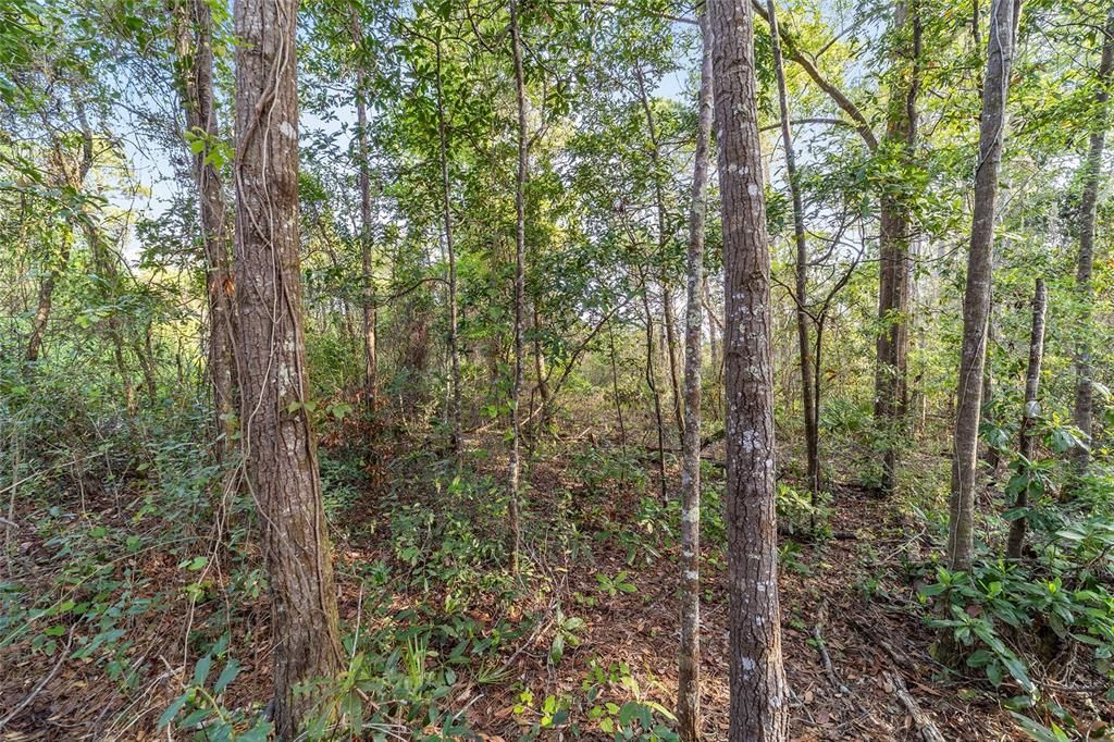 En Venta: $520,000 (39.31 acres)