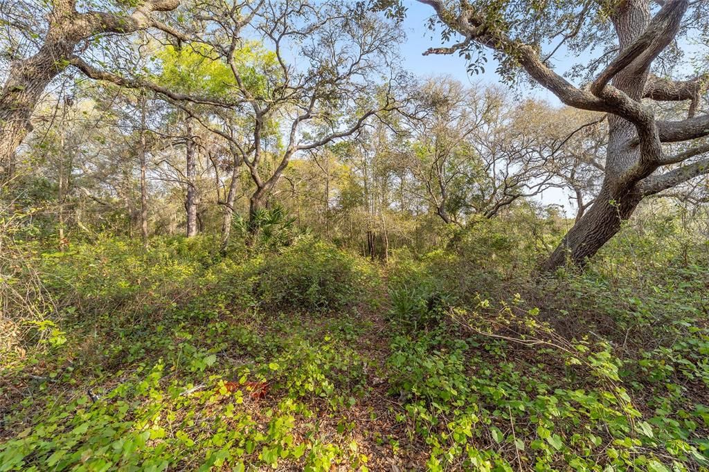 En Venta: $520,000 (39.31 acres)