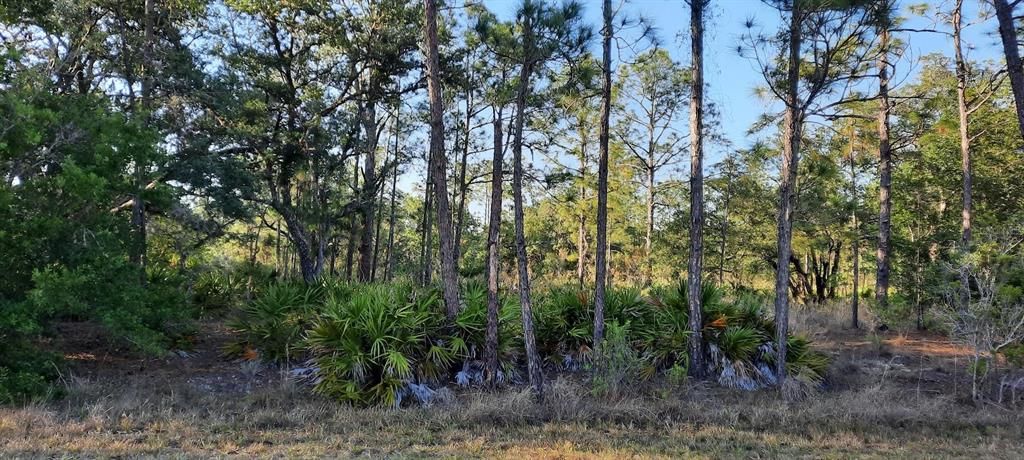 待售: $12,000 (0.50 acres)