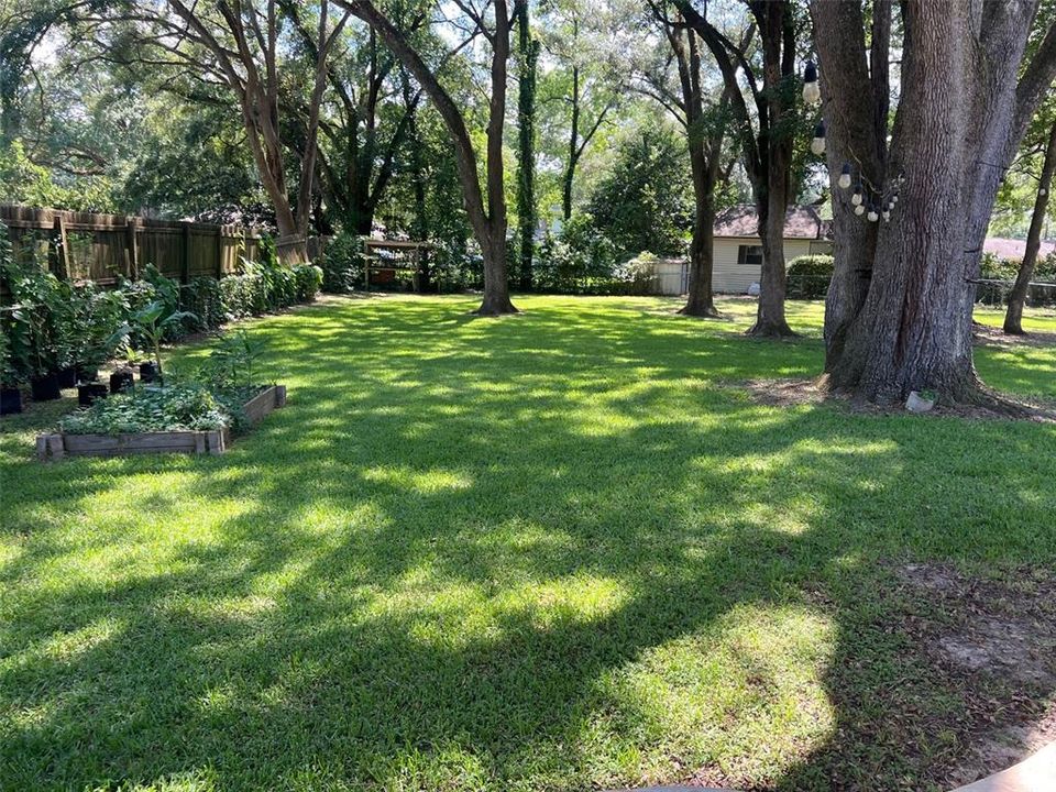 Back Yard
