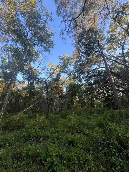 Active With Contract: $35,000 (1.16 acres)