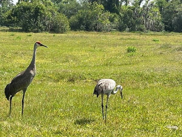 En Venta: $3,785,500 (11.30 acres)