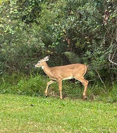 En Venta: $3,785,500 (11.30 acres)