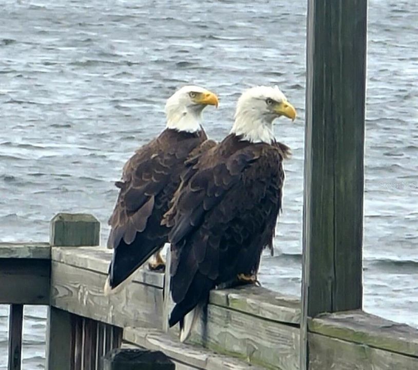 В аренду: $2,900 (2 спален, 2 ванн, 1248 Квадратных фут)