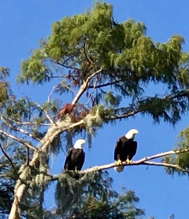 В аренду: $2,900 (2 спален, 2 ванн, 1248 Квадратных фут)