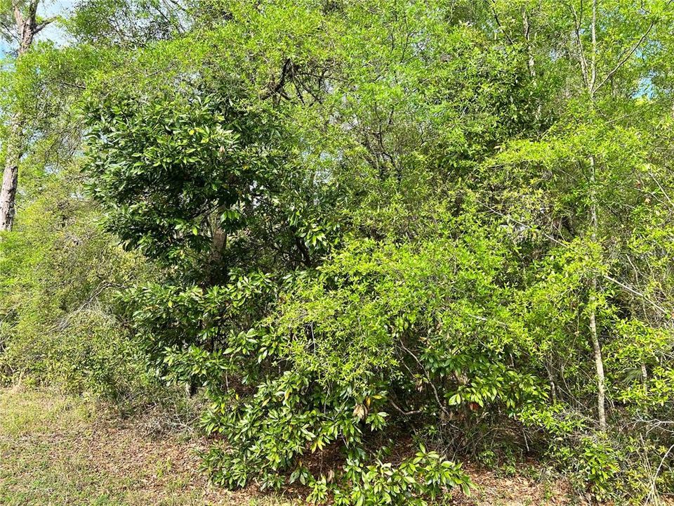 待售: $29,000 (1.00 acres)