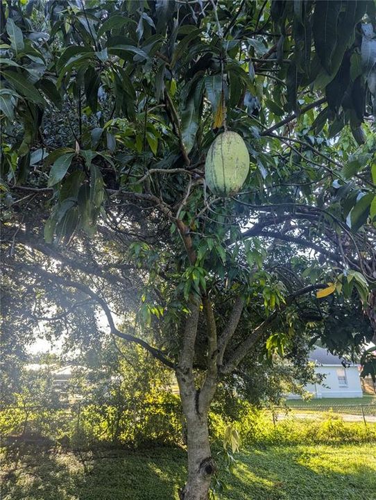 For Sale: $40,000 (0.36 acres)