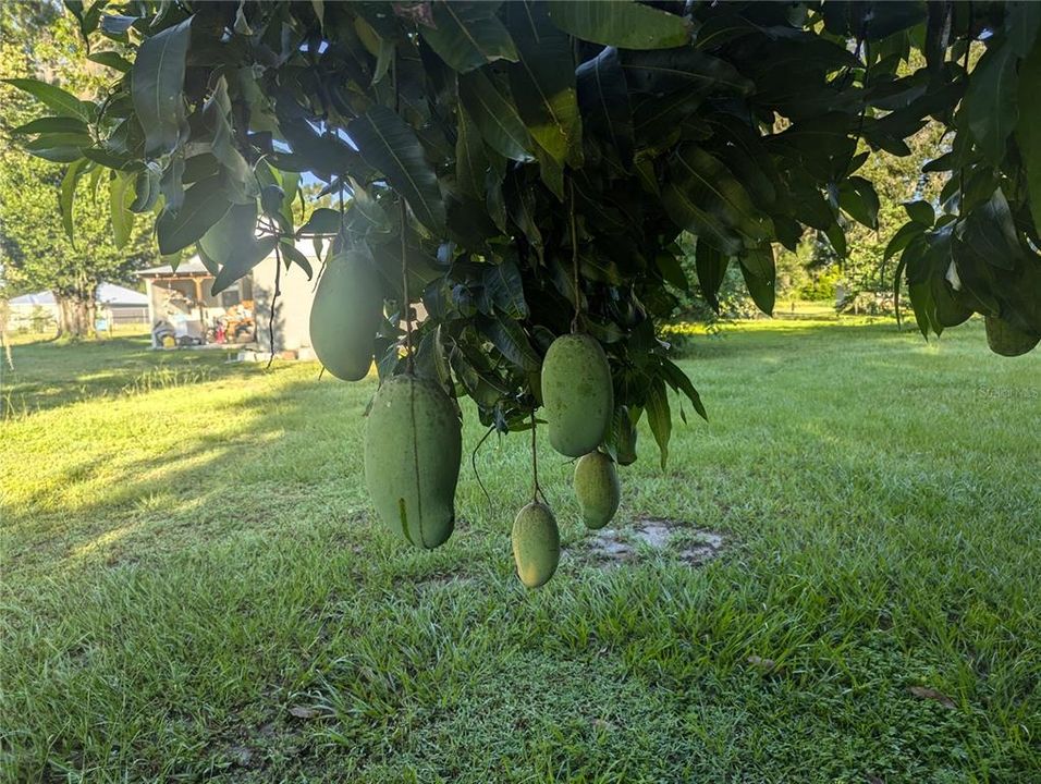 For Sale: $40,000 (0.36 acres)