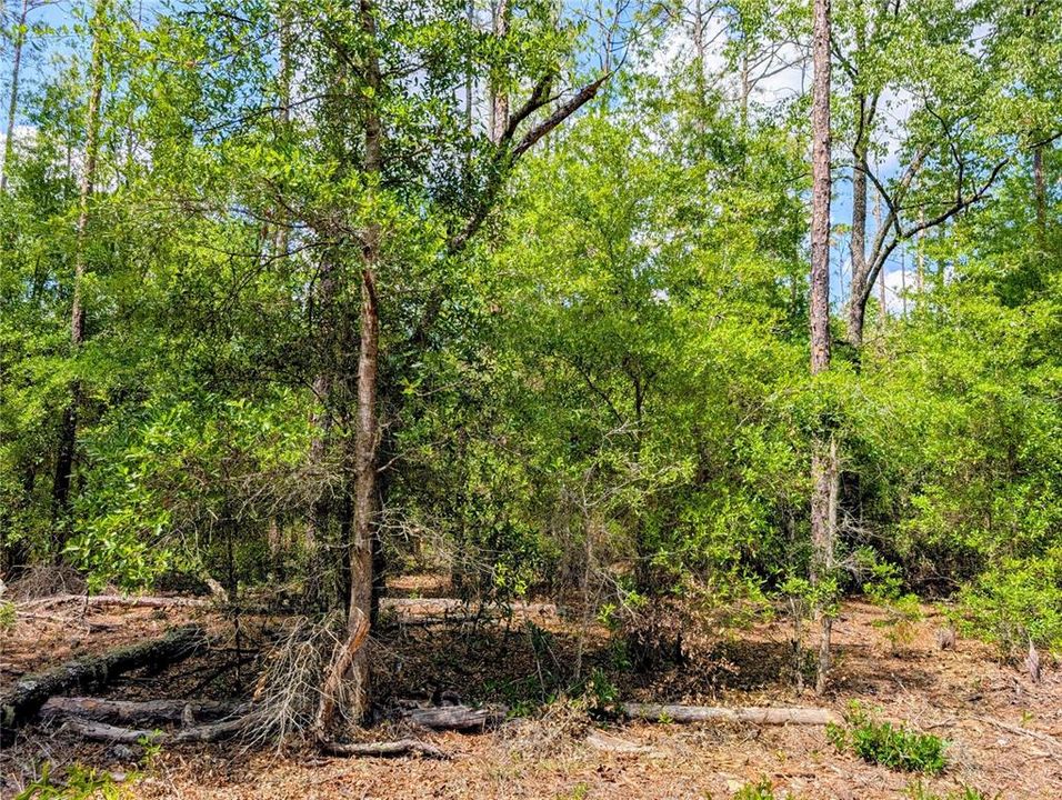 待售: $65,000 (1.29 acres)