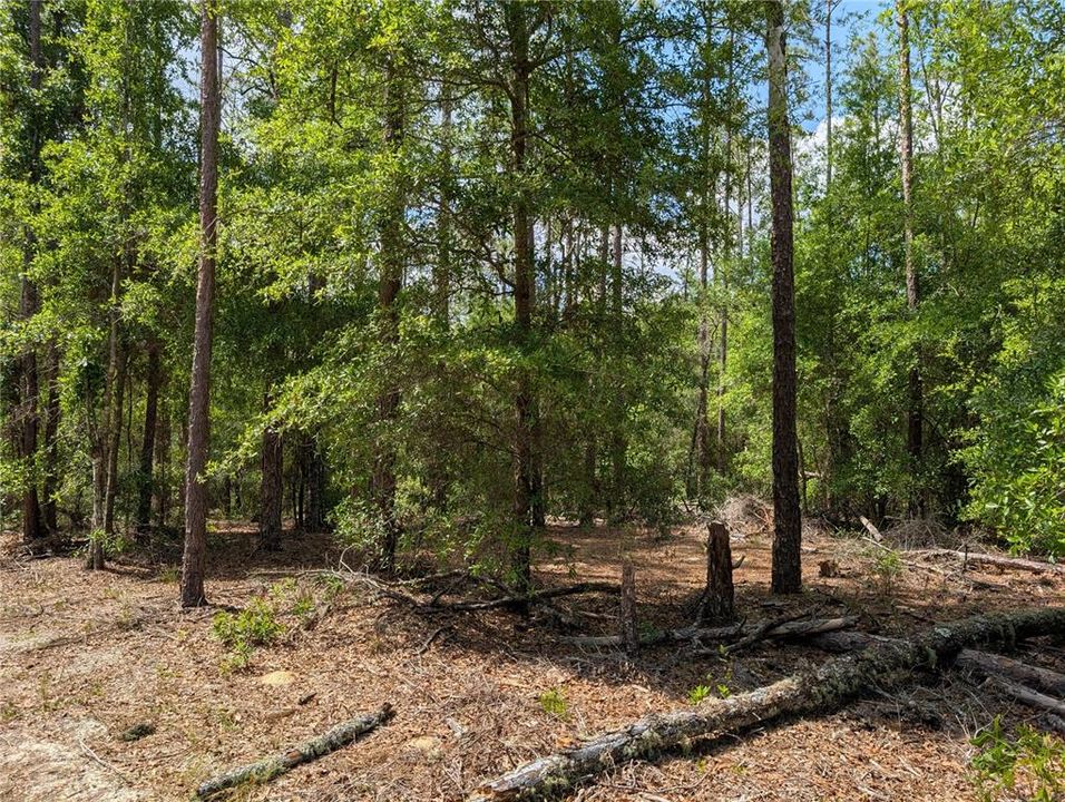 待售: $65,000 (1.29 acres)