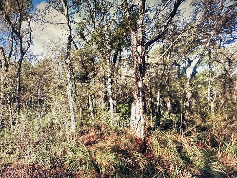 待售: $35,000 (1.13 acres)