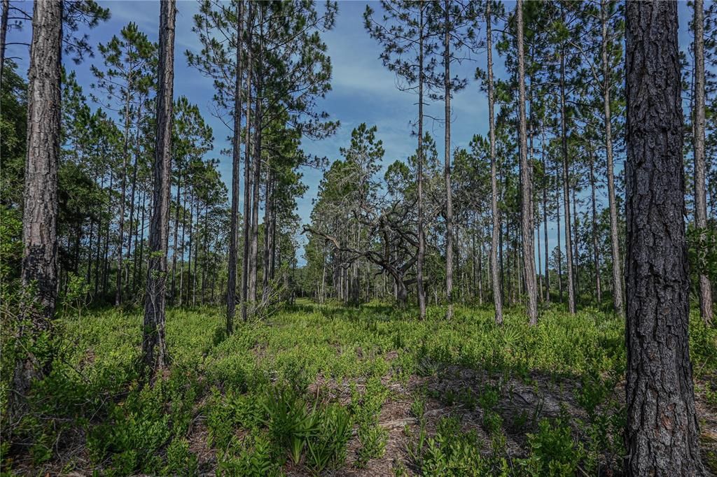 На продажу: $199,900 (14.03 acres)