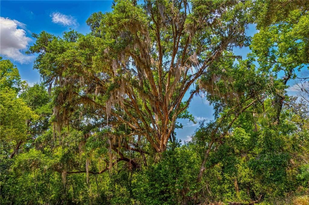 待售: $215,000 (1.80 acres)