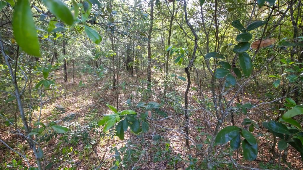 待售: $45,900 (1.10 acres)