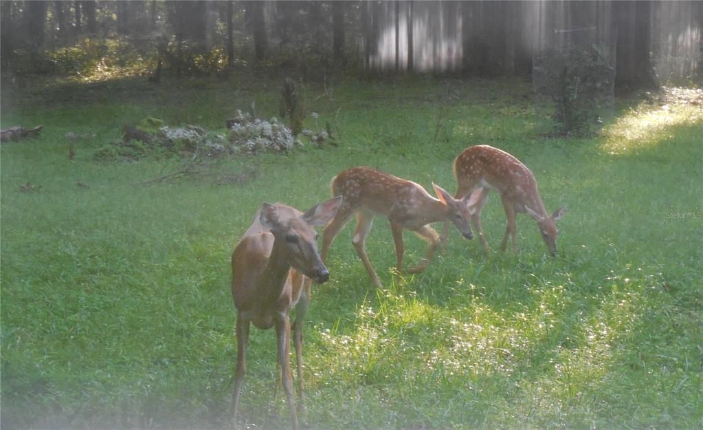 Wildlife
