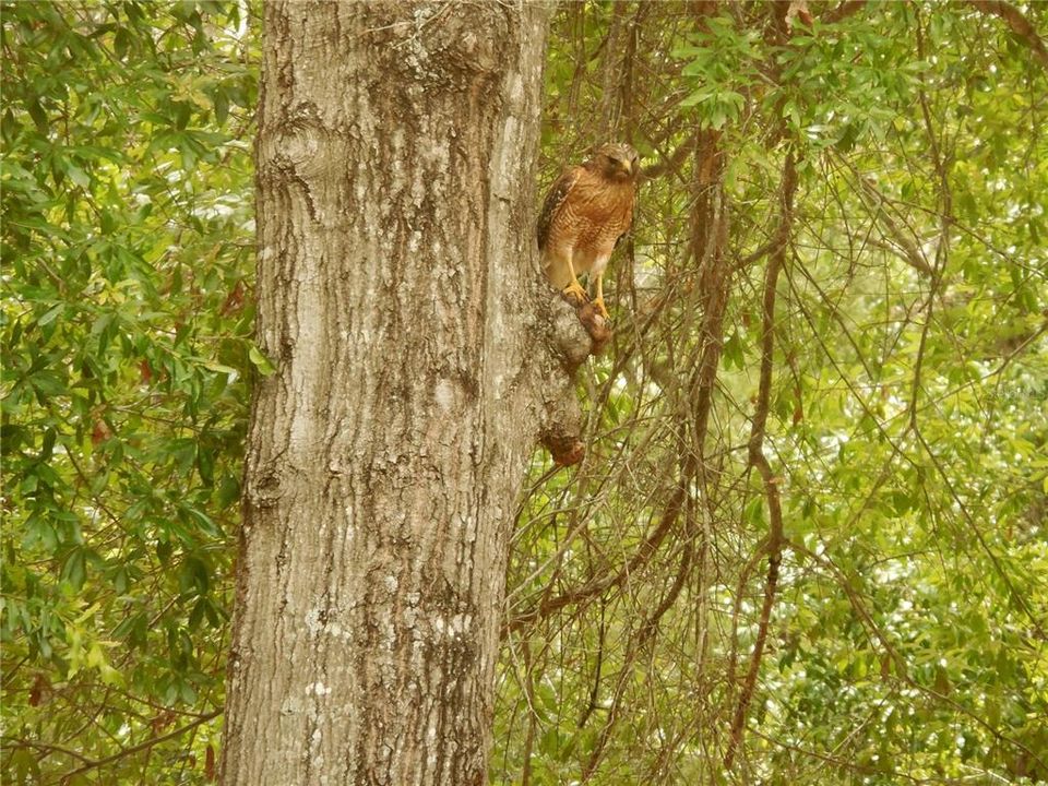Wildlife