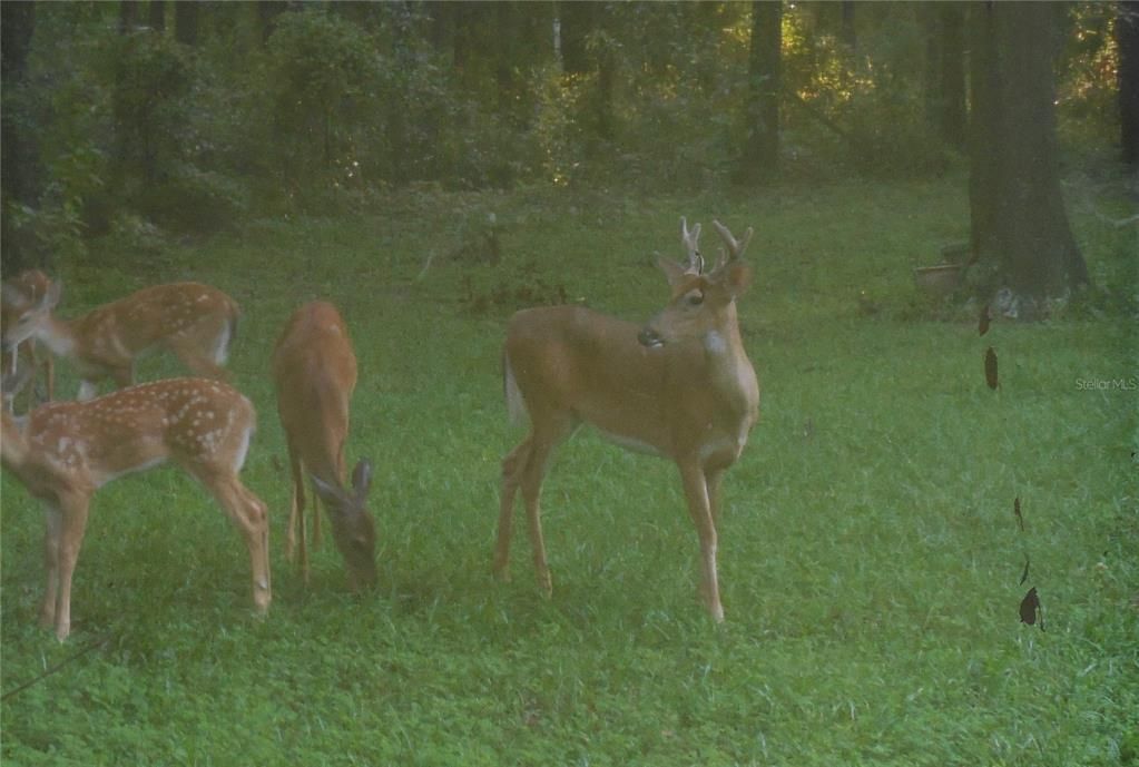 Wildlife