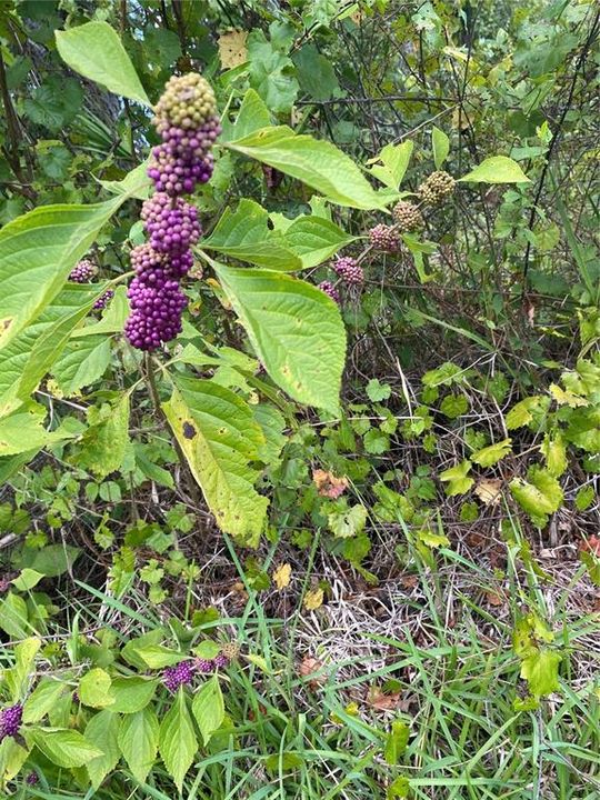 For Sale: $549,000 (3 beds, 2 baths, 1838 Square Feet)