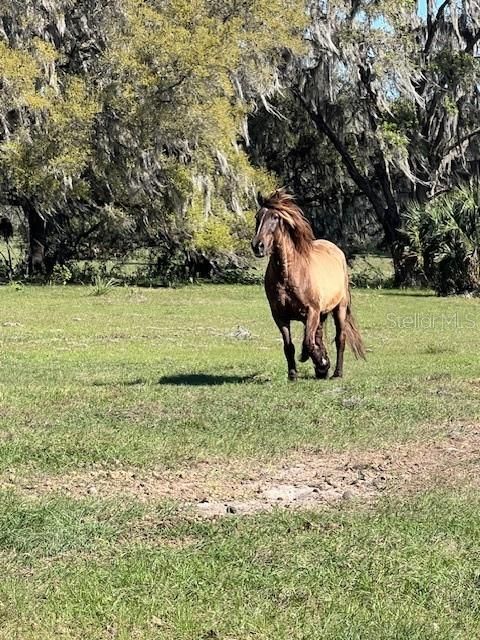 For Sale: $940,000 (18.94 acres)
