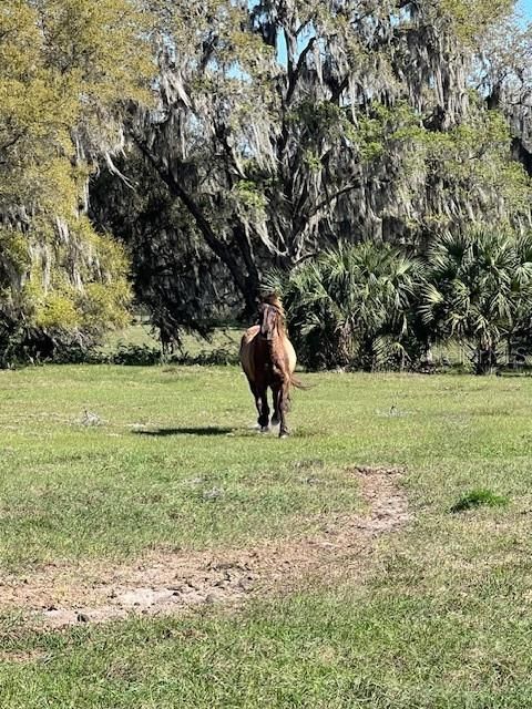 For Sale: $940,000 (18.94 acres)