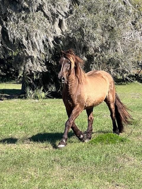 For Sale: $940,000 (18.94 acres)