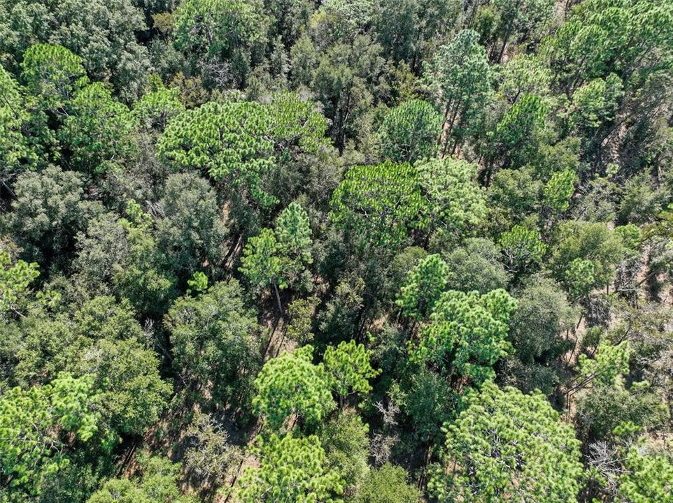 For Sale: $123,999 (5.00 acres)