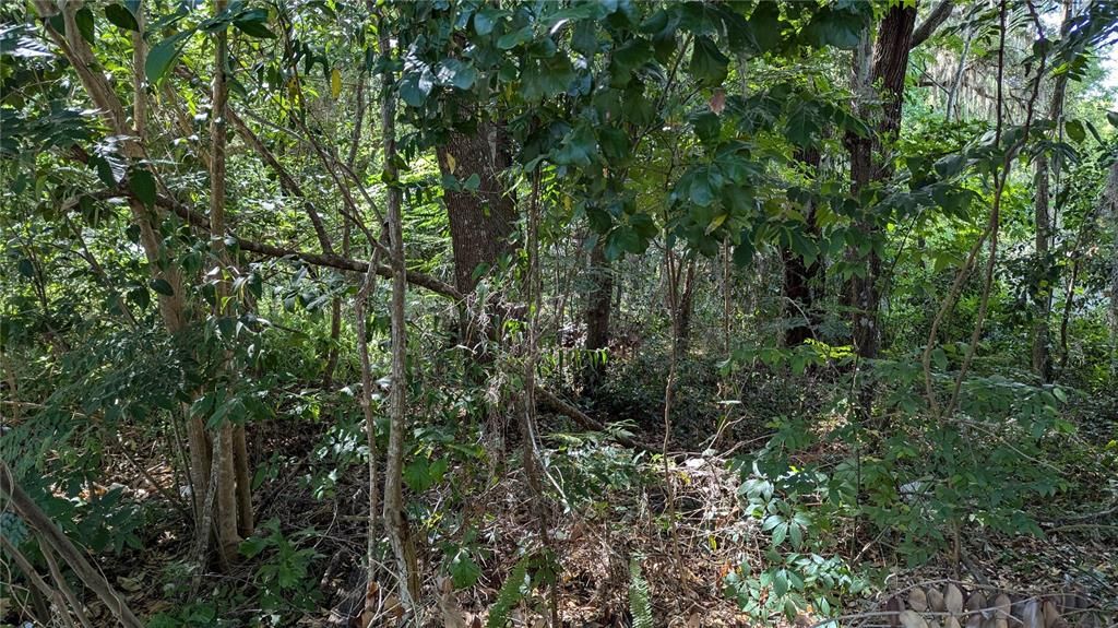 Recently Sold: $19,900 (0.23 acres)