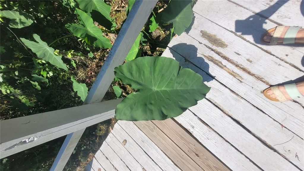 На продажу: $750,000 (1.84 acres)