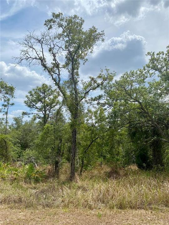 待售: $49,900 (0.46 acres)