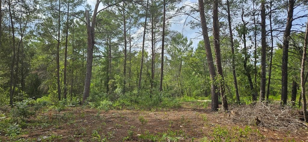 Recently Sold: $7,900 (0.34 acres)