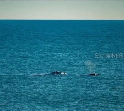 Activo con contrato: $224,900 (2 camas, 2 baños, 1144 Pies cuadrados)