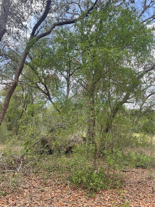 For Sale: $25,000 (0.22 acres)