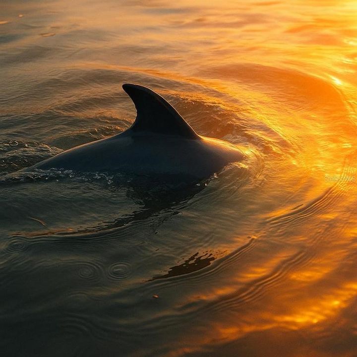 待售: $175,000 (没有数据)