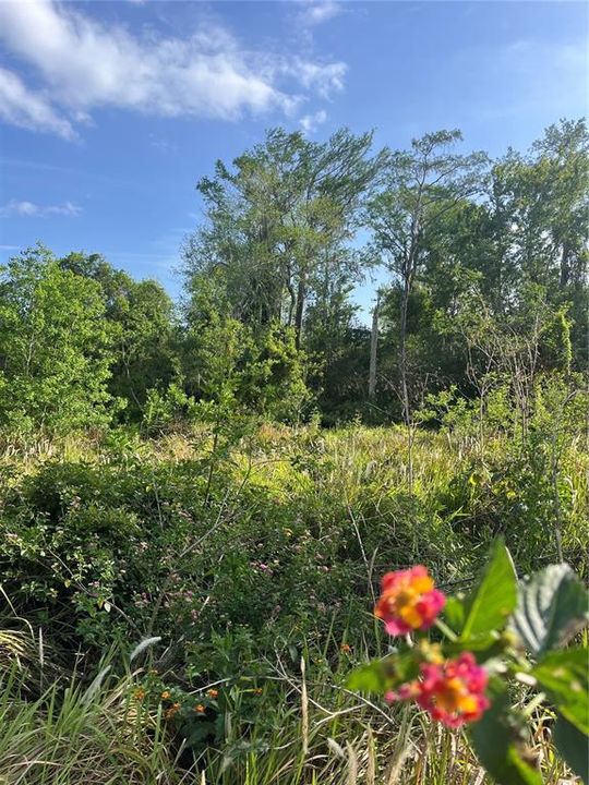 Activo con contrato: $279,000 (1.88 acres)