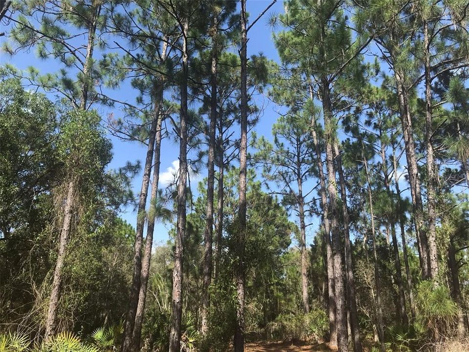 For Sale: $1,970,000 (70.74 acres)