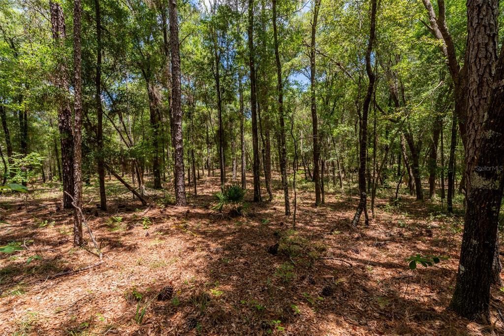 На продажу: $79,900 (1.25 acres)