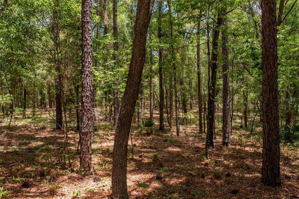 На продажу: $79,900 (1.25 acres)