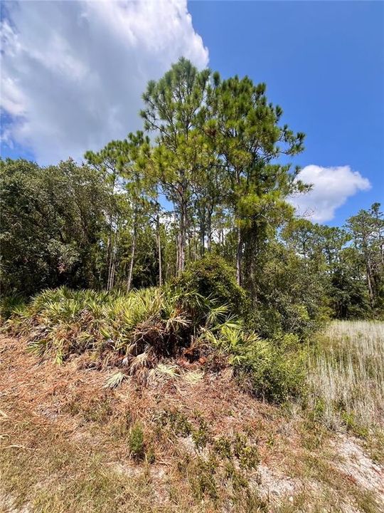 На продажу: $11,800 (0.26 acres)