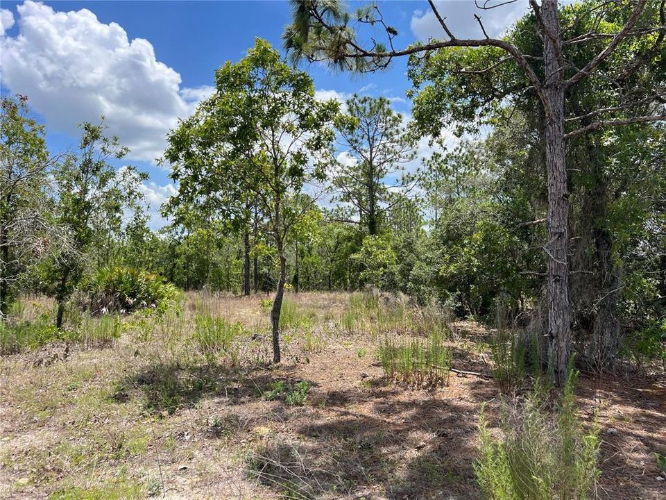 En Venta: $50,000 (0.45 acres)