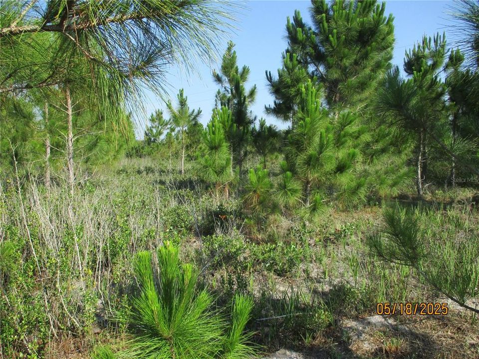 Activo con contrato: $45,000 (1.25 acres)