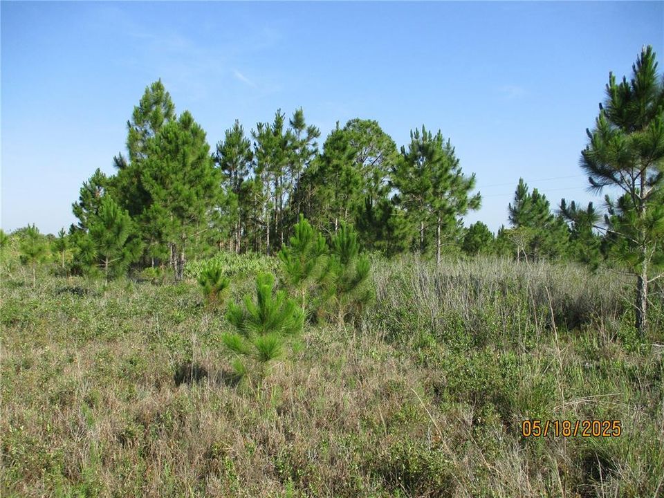 Activo con contrato: $45,000 (1.25 acres)