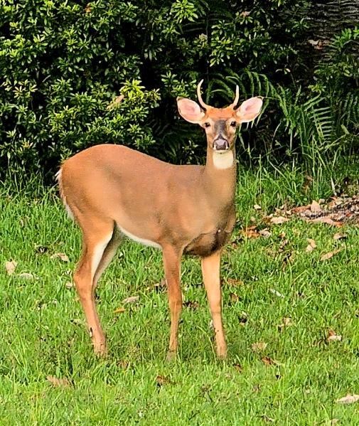 For Sale: $690,000 (4 beds, 3 baths, 2763 Square Feet)