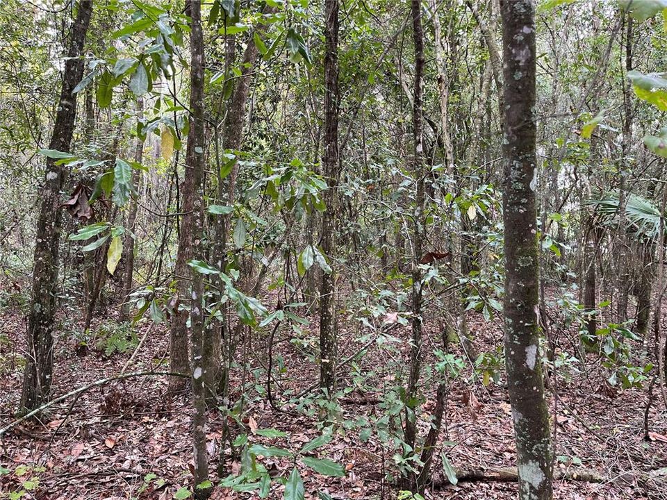 For Sale: $7,000 (0.28 acres)