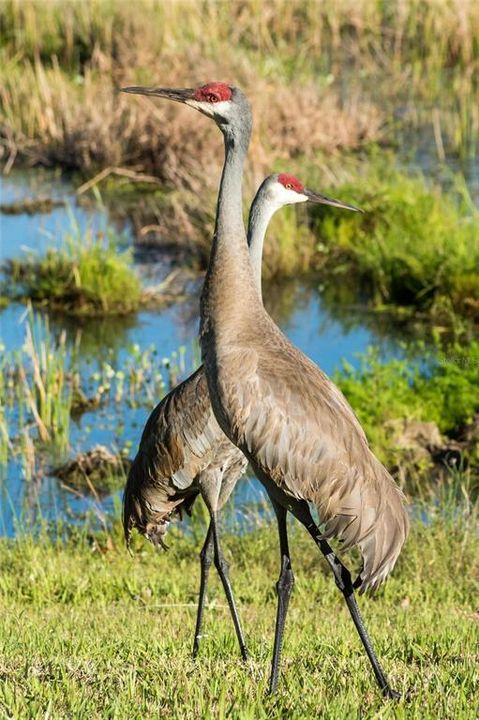 For Sale: $279,750 (2 beds, 2 baths, 1431 Square Feet)