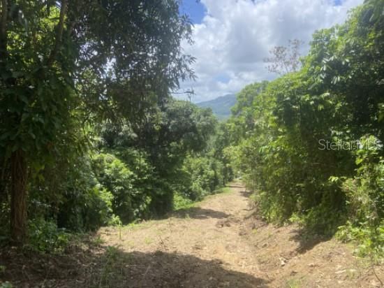 For Sale: $150,000 (6.37 acres)