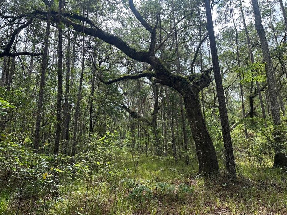 For Sale: $374,000 (10.00 acres)